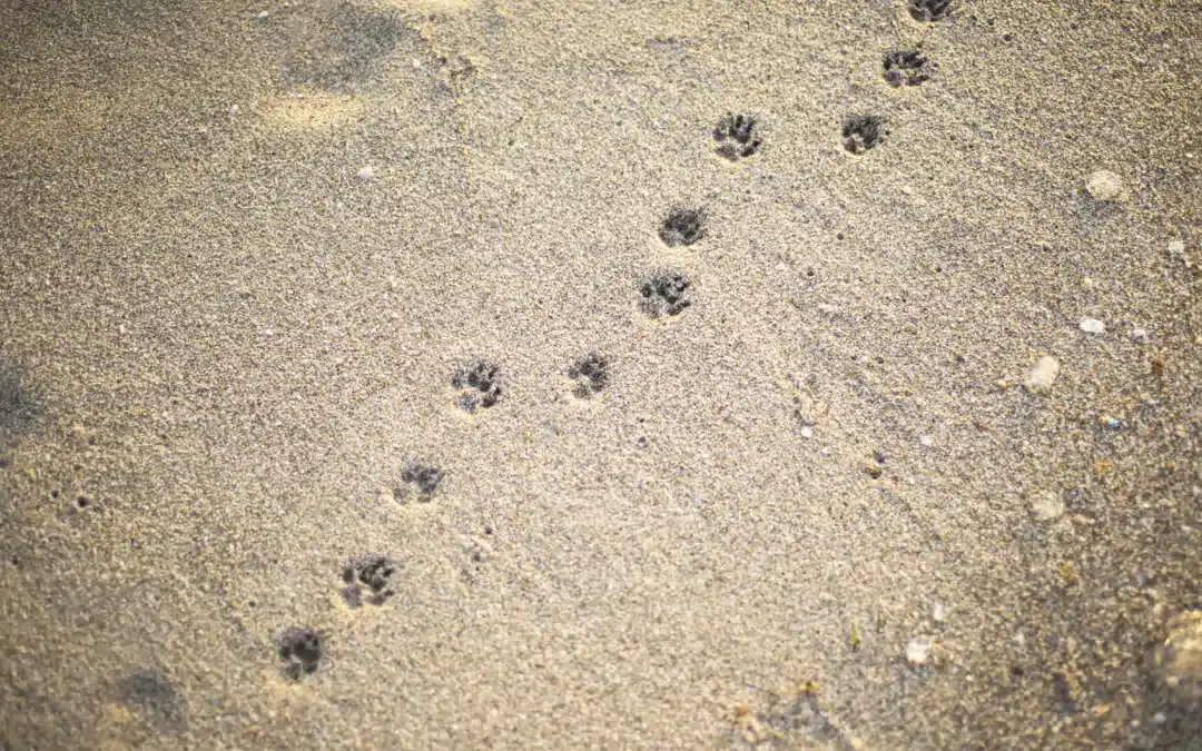 Tierspuren erkennen: Die 10 häufigsten Spuren in Deutschland