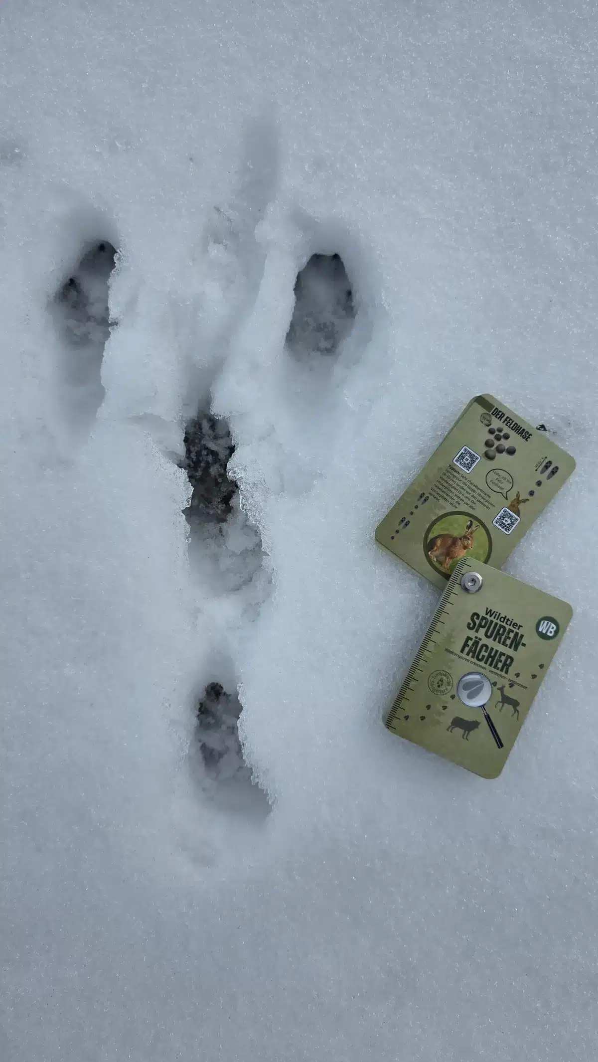 Feldhasen Spuren im Schnee - Wildtiere in Europa