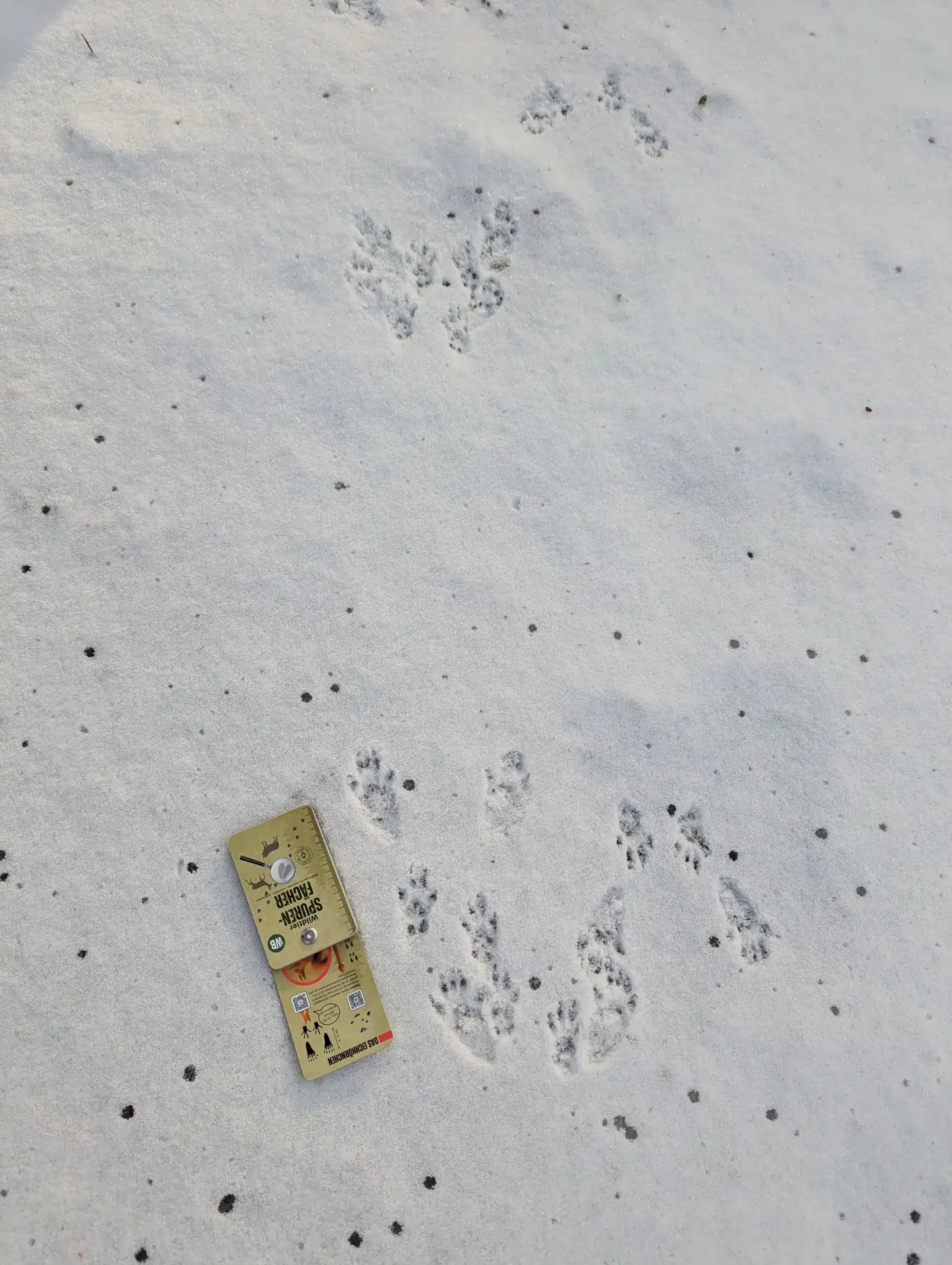 Spuren im Schnee