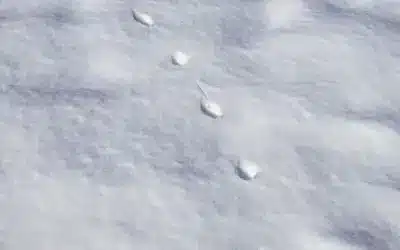 Fuchsspuren erkennen: Größe, Form und typische Merkmale