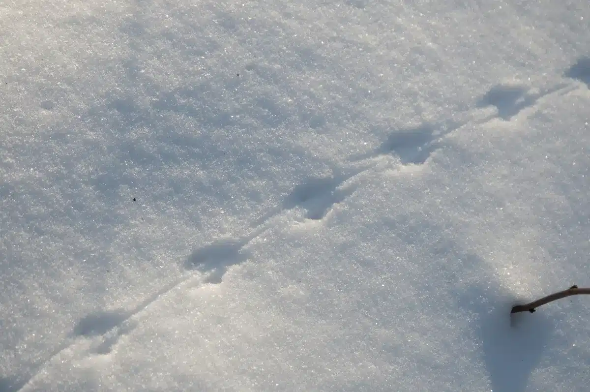 Mausspuren im Schnee - Wildtiere in Europa