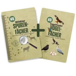 Naturdetektiv-Set – Spurenfächer & Vogelfächer