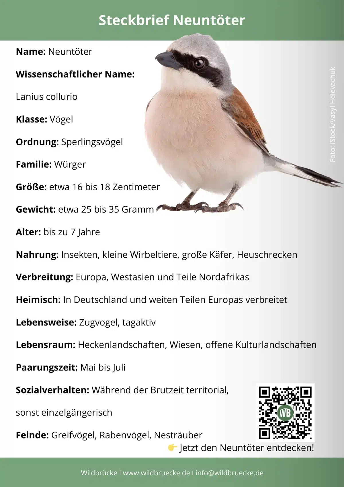 Neuntöter Steckbrief - Vögel in Europa