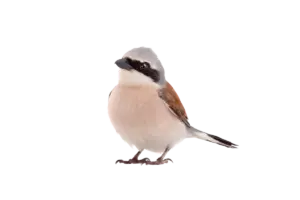 Neuntöter - Vögel in Europa