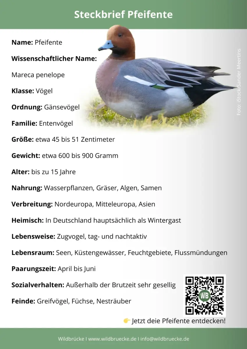 Pfeifente Steckbrief