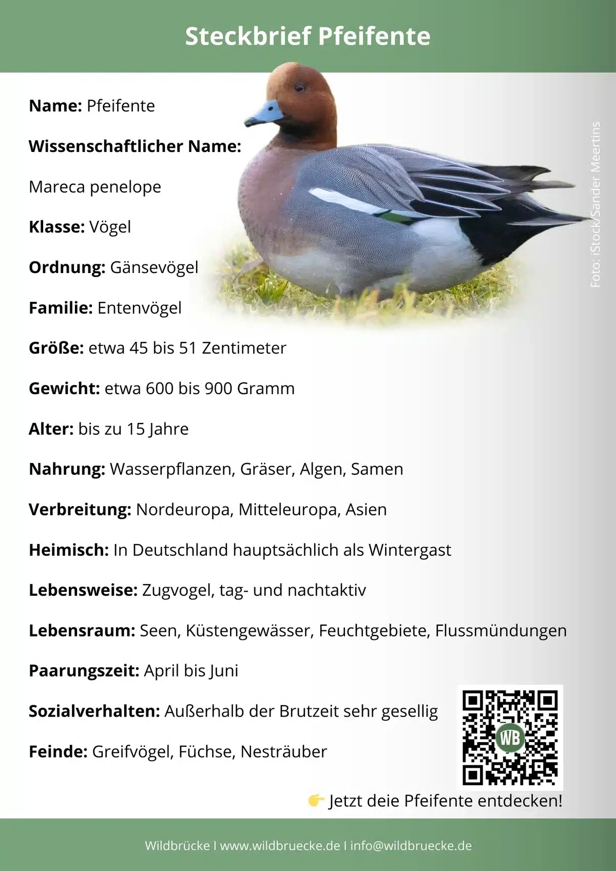 Pfeifente Steckbrief - Vögel in Europa