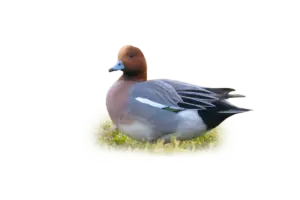 Pfeifente - Vögel in Europa