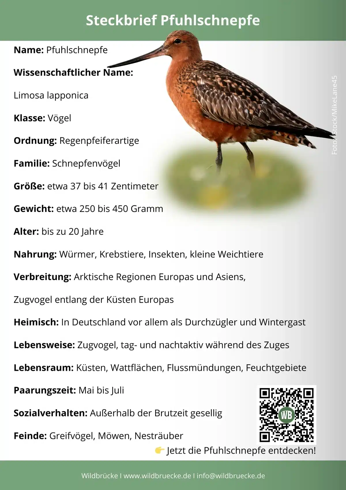 Pfuhlschnepfe Steckbrief - Vögel in Europa