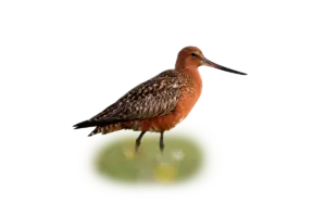 Pfuhlschnepfe - Vögel in Europa