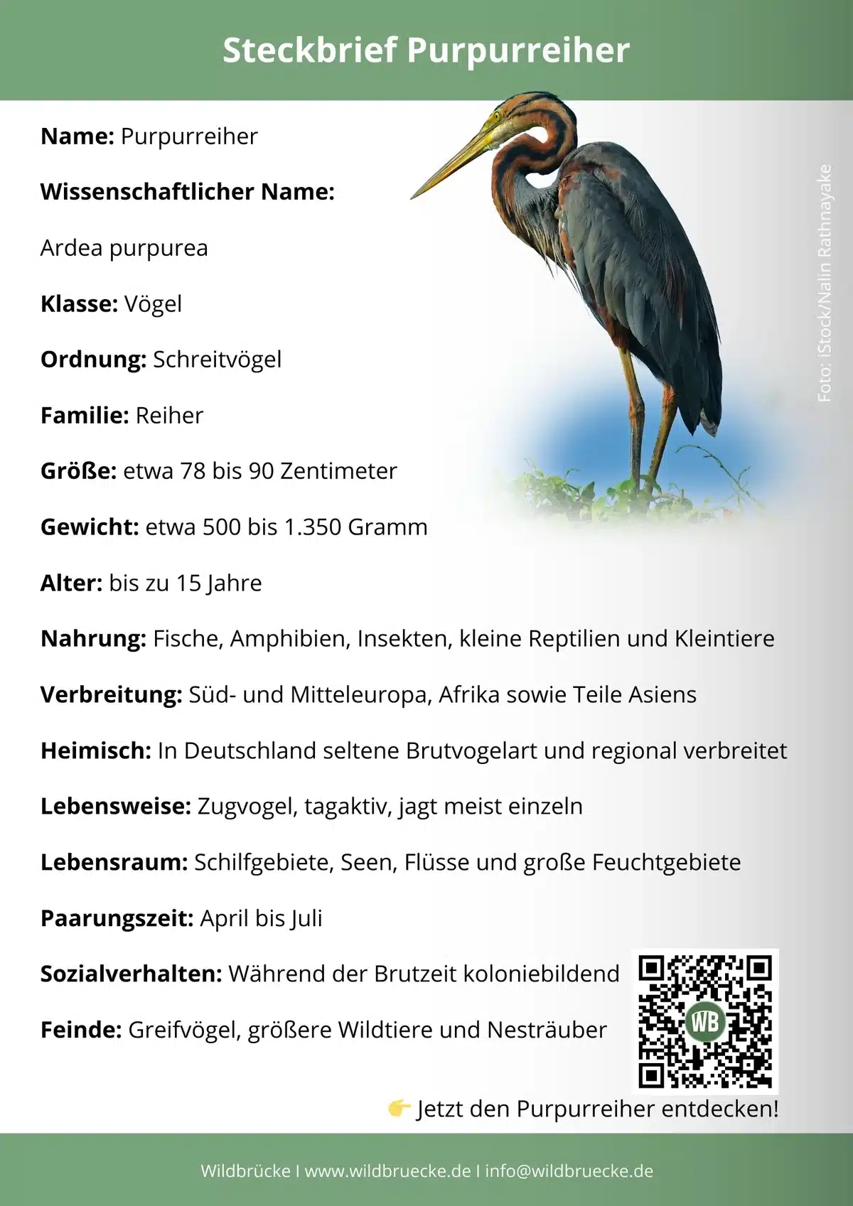 Purpurreiher Steckbrief - Vögel in Europa