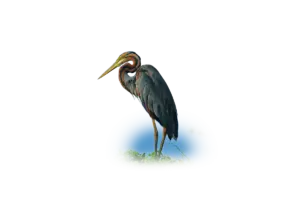 Purpurreiher - Vögel in Europa