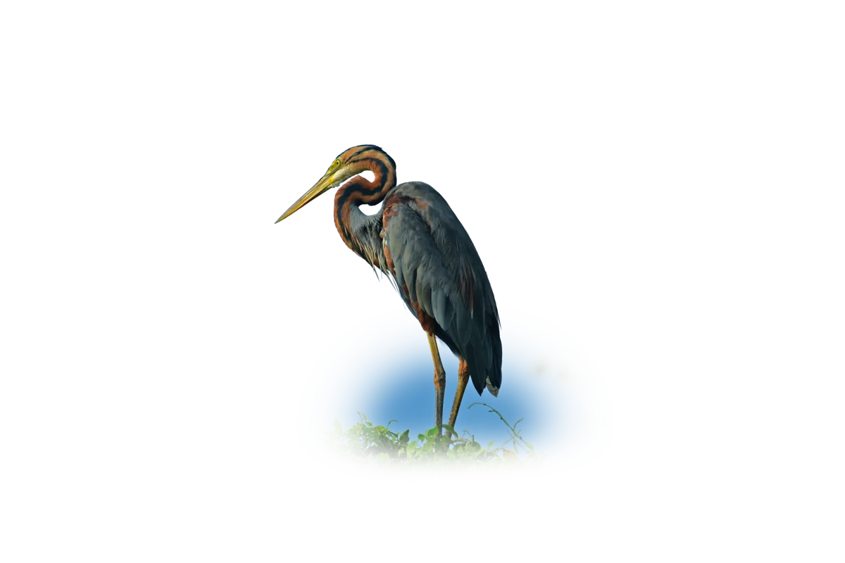 Purpurreiher - Vögel in Europa