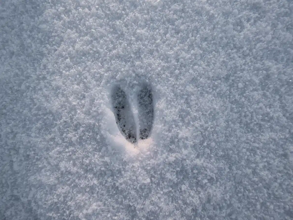 Reh Spur - Wildtiere in Europa