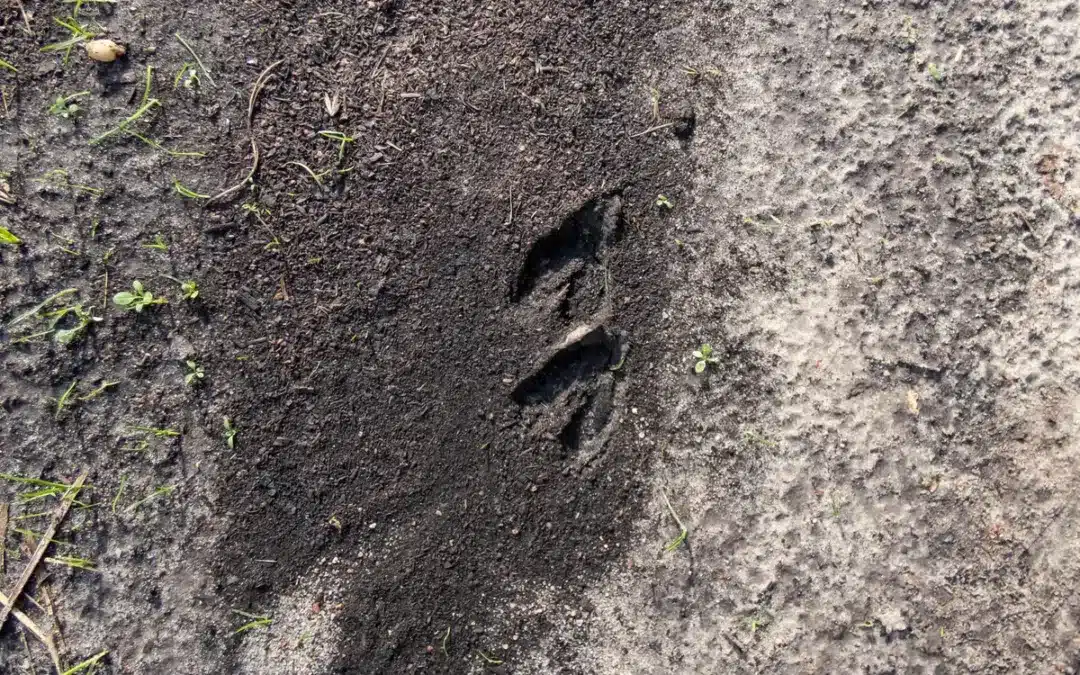 Rehspuren erkennen: So unterscheidest du sie von anderen Tieren und vermeidest häufige Fehler