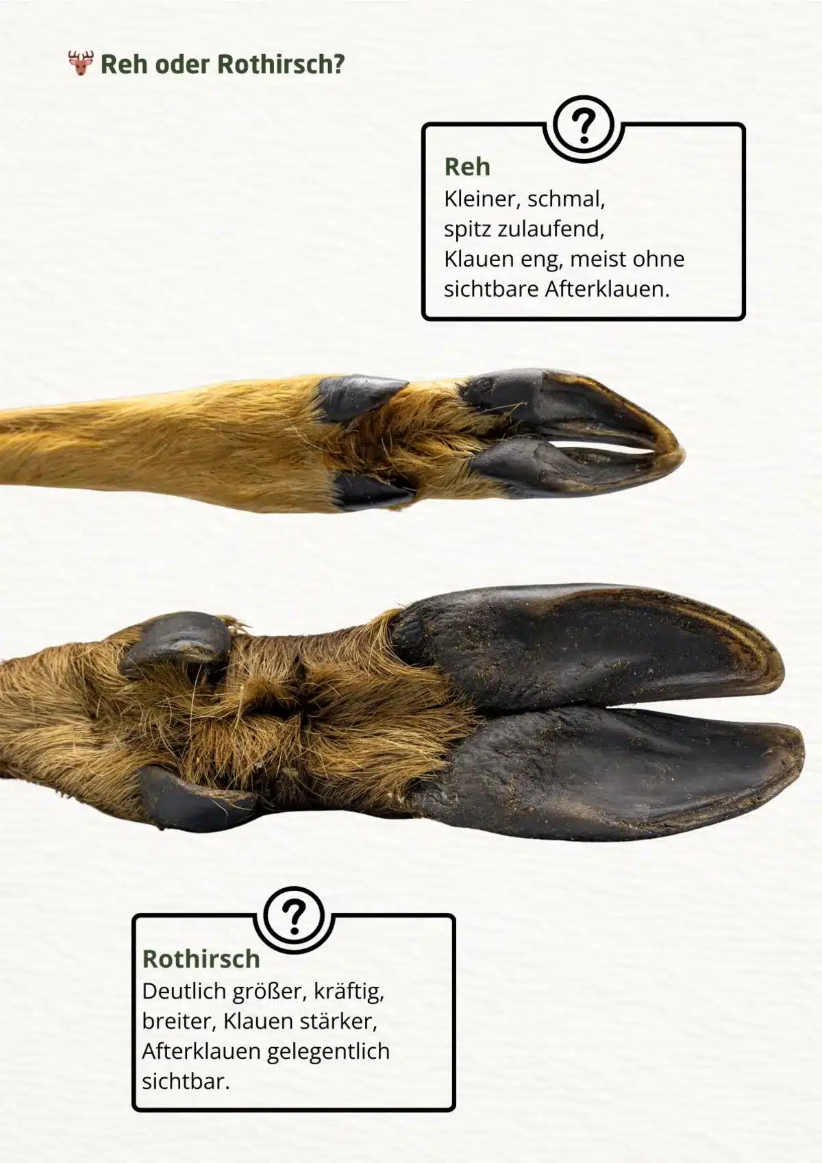 Reh oder Rothirsch Spuren Größe - Wildtiere in Europa