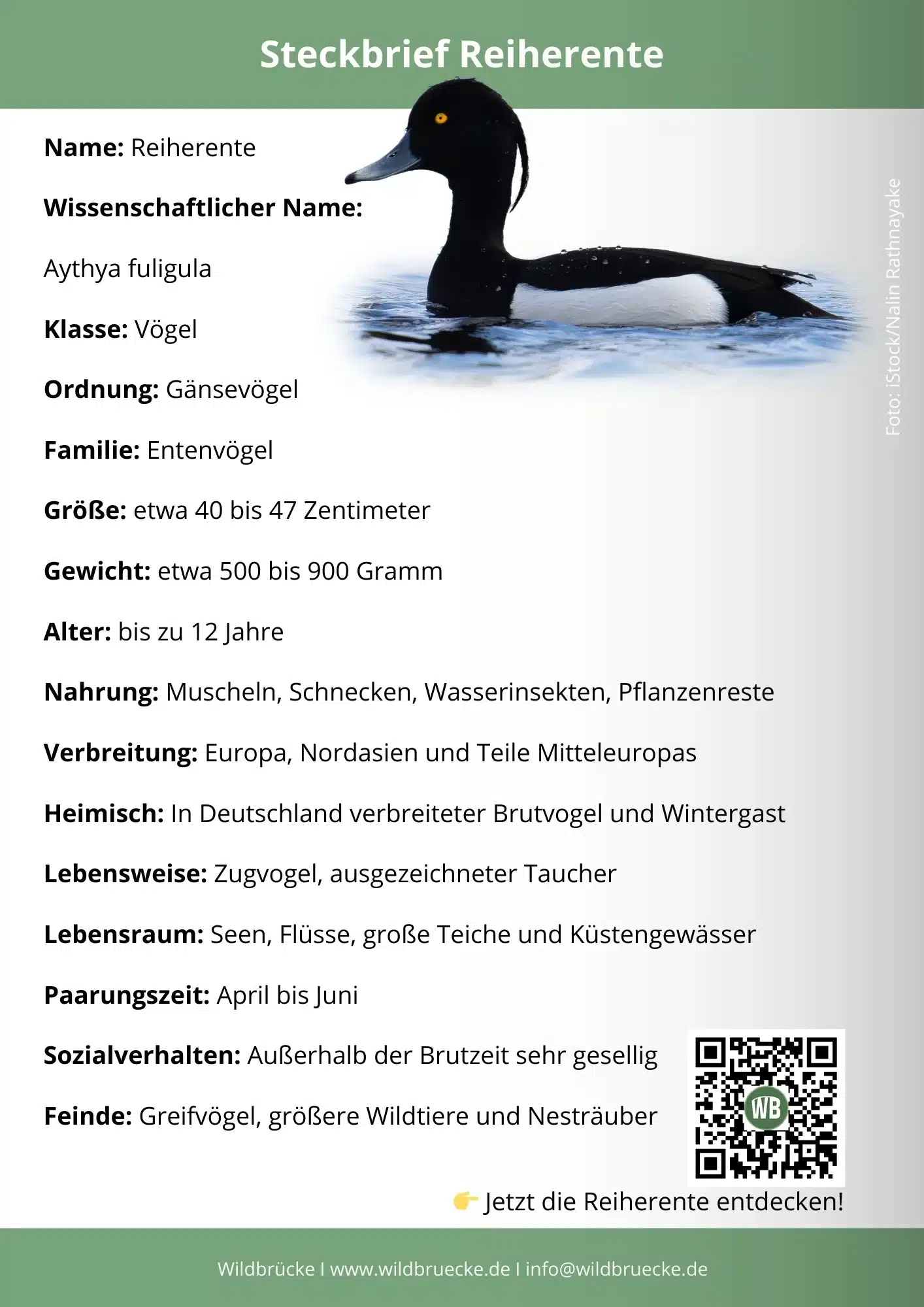 Reiherente Steckbrief - Vögel in Europa