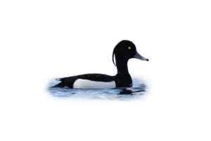 Reiherente - Vögel in Europa