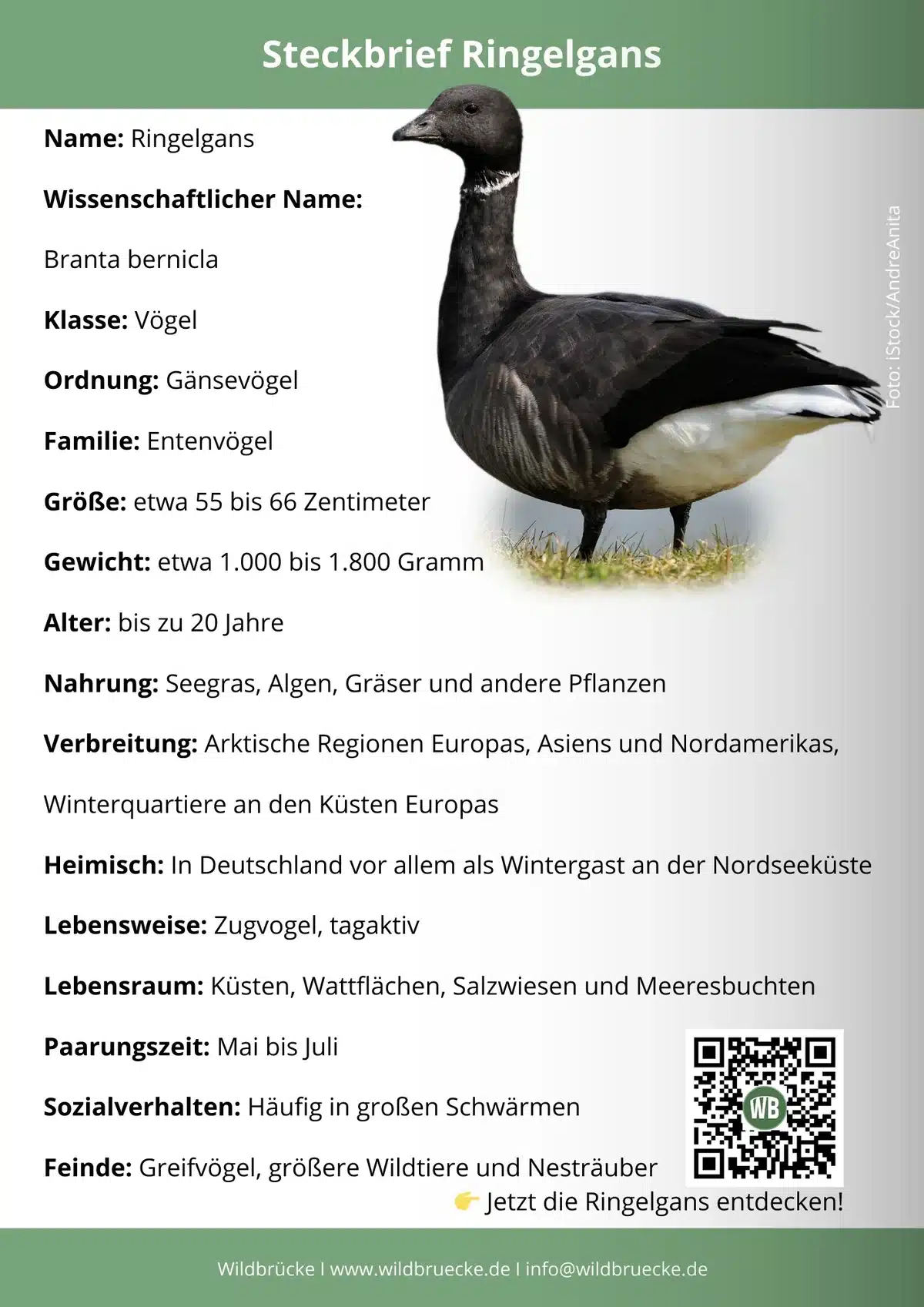 Ringelgans Steckbrief - Vögel in Europa