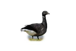 Ringelgans - Vögel in Europa