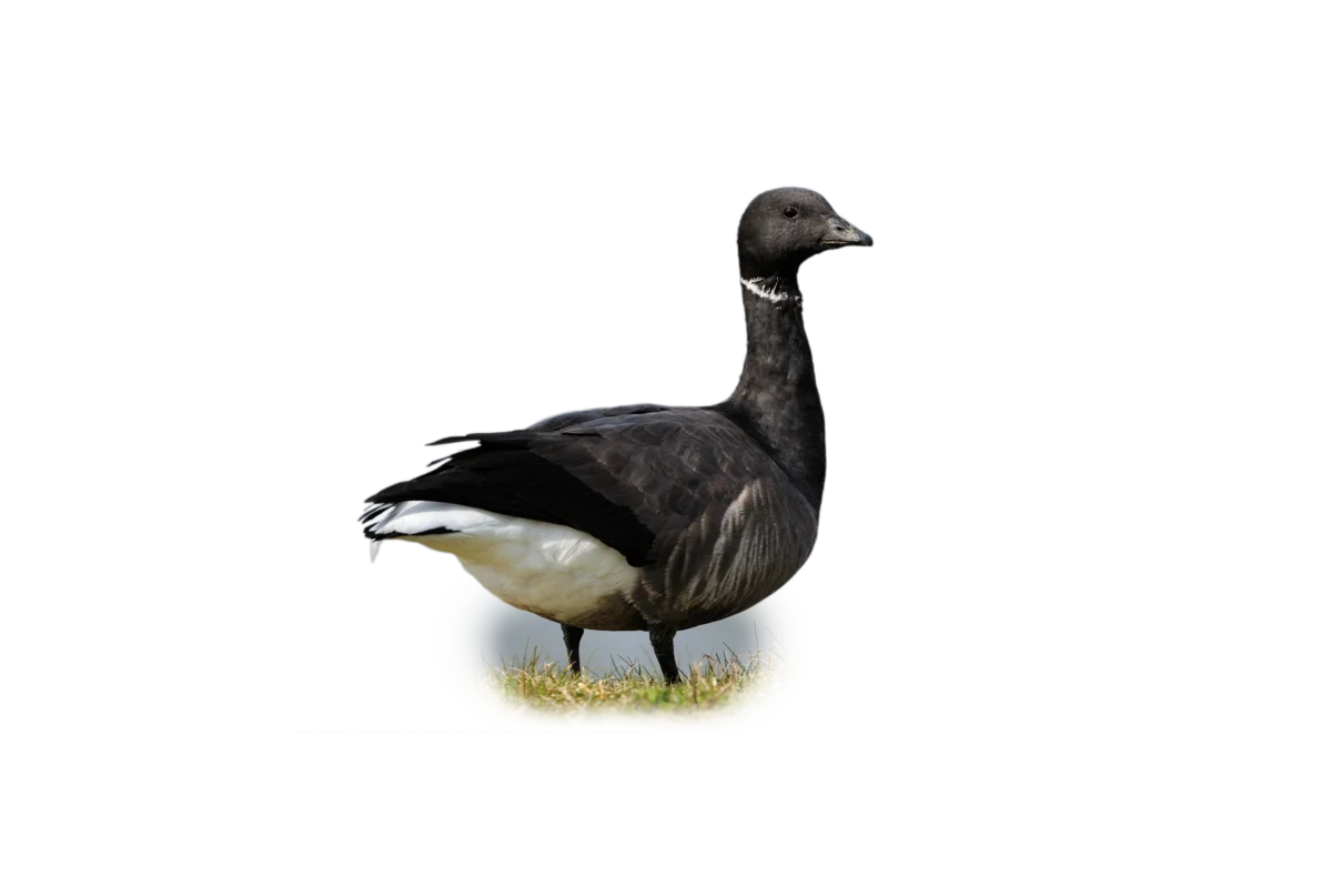 Ringelgans - Vögel in Europa