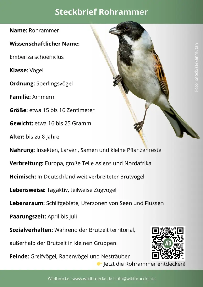 Rohrammer Steckbrief