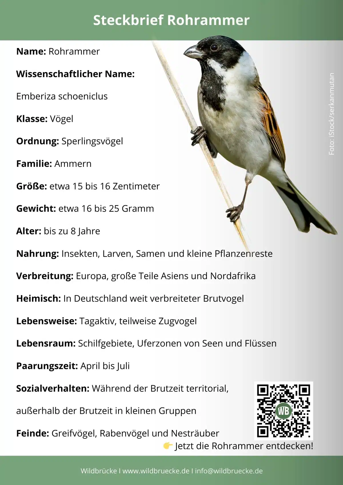 Rohrammer Steckbrief - Vögel in Europa