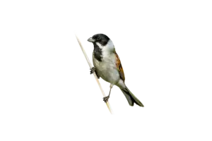 Rohrammer - Vögel in Europa