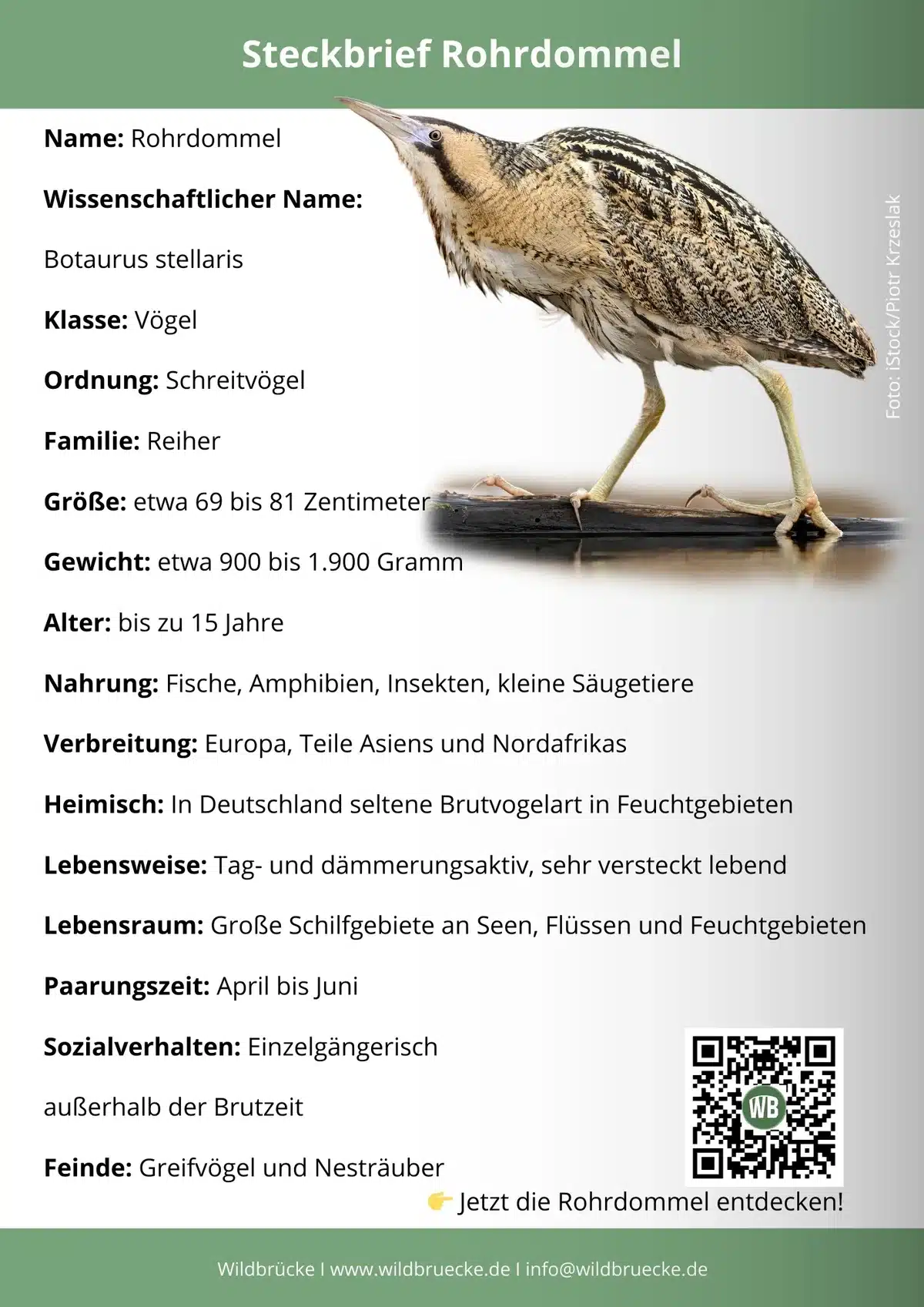 Rohrdommel Steckbrief - Vögel in Europa