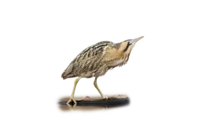 Rohrdommel - Vögel in Europa