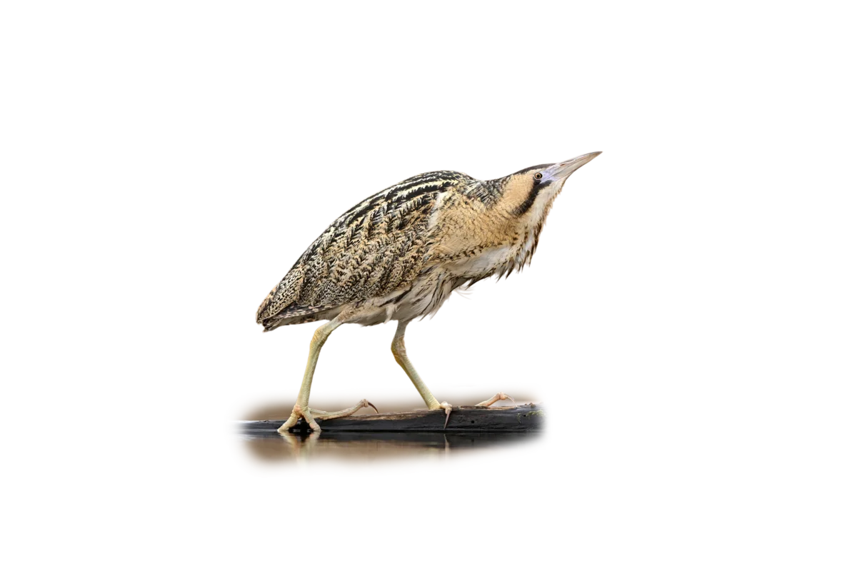 Rohrdommel - Vögel in Europa