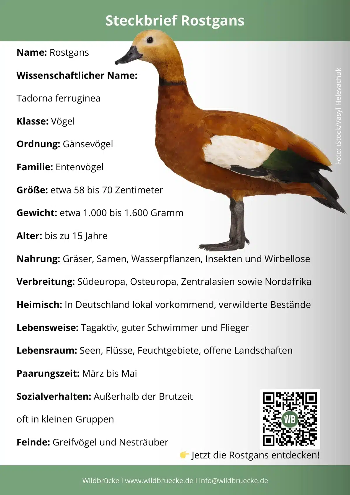 Rostgans Steckbrief - Vögel in Europa