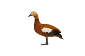 Rostgans - Vögel in Europa