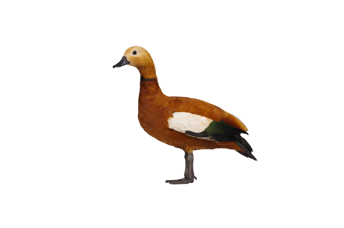 Rostgans - Vögel in Europa