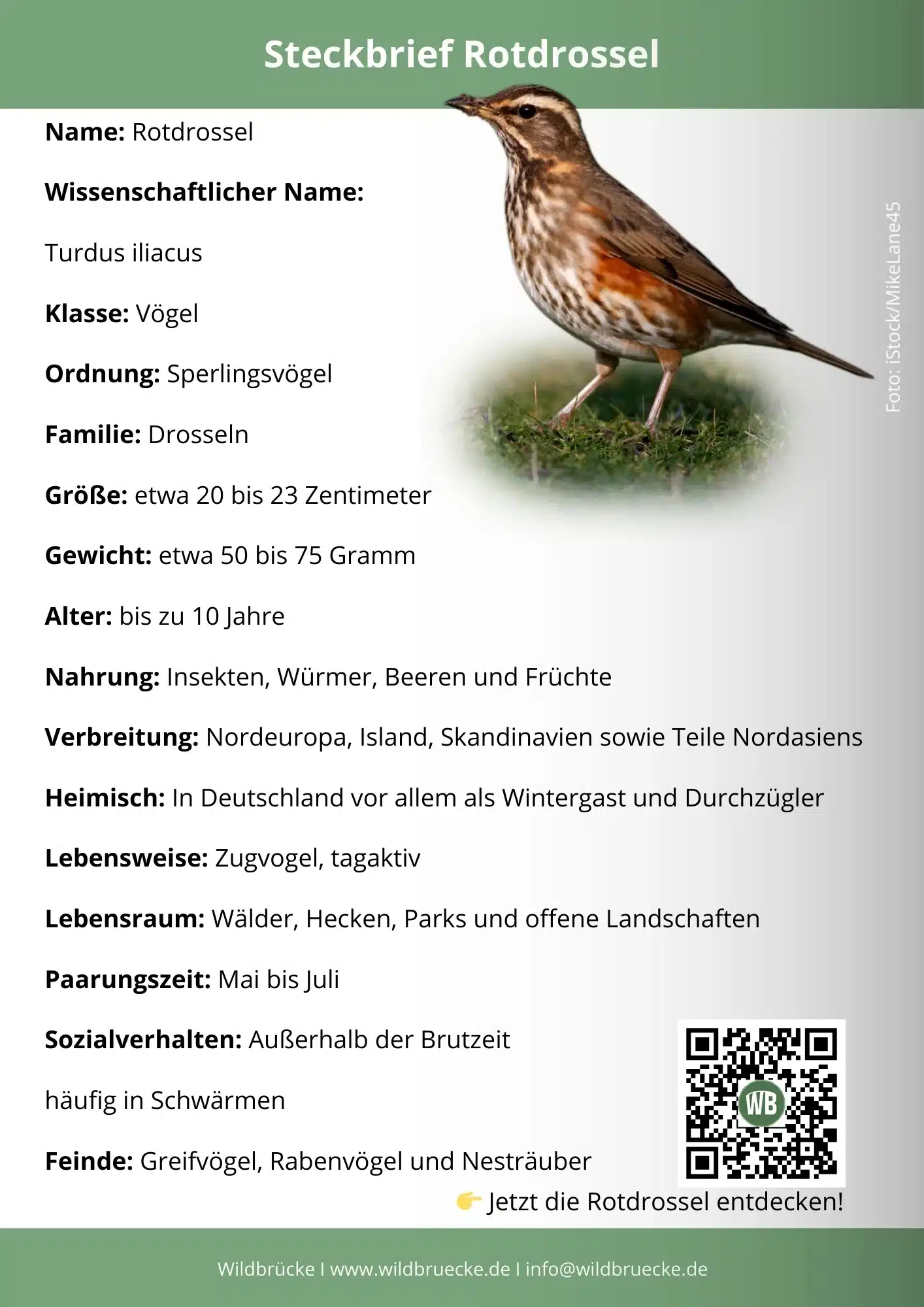 Rotdrossel Steckbrief - Vögel in Europa