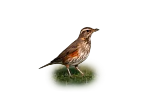 Rotdrossel - Vögel in Europa