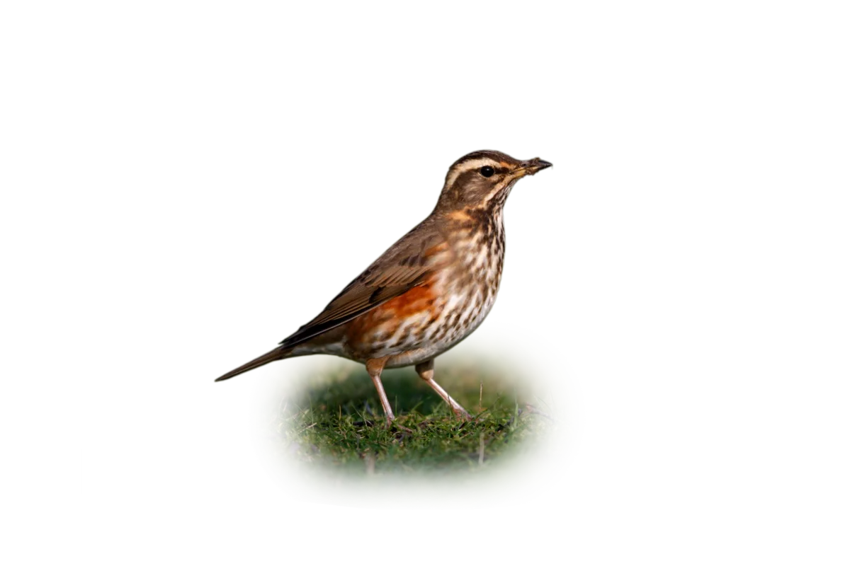 Rotdrossel - Vögel in Europa