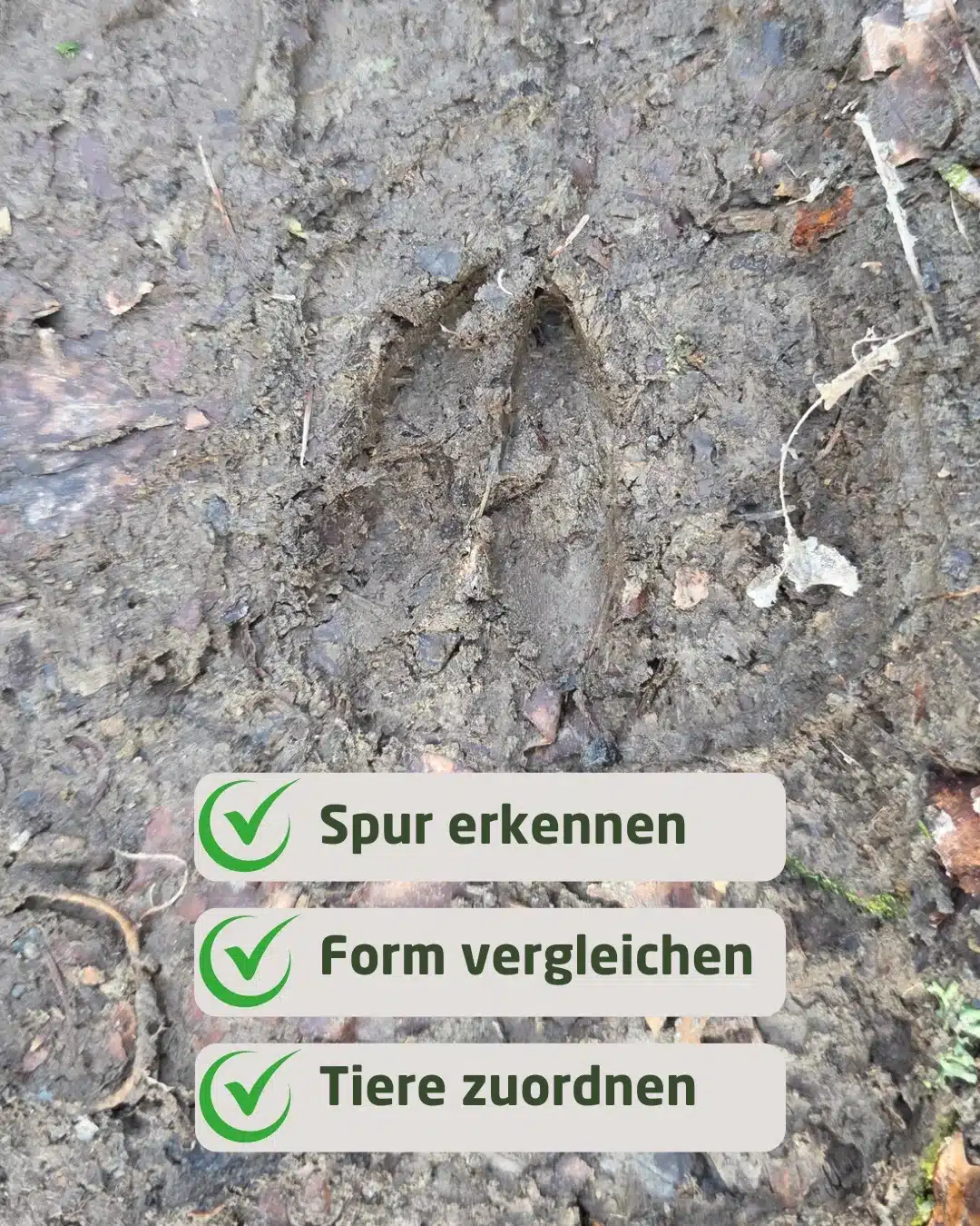 Spuren erkennen, Form vergleichen und Tiere zuordnen - Wildtiere in Europa