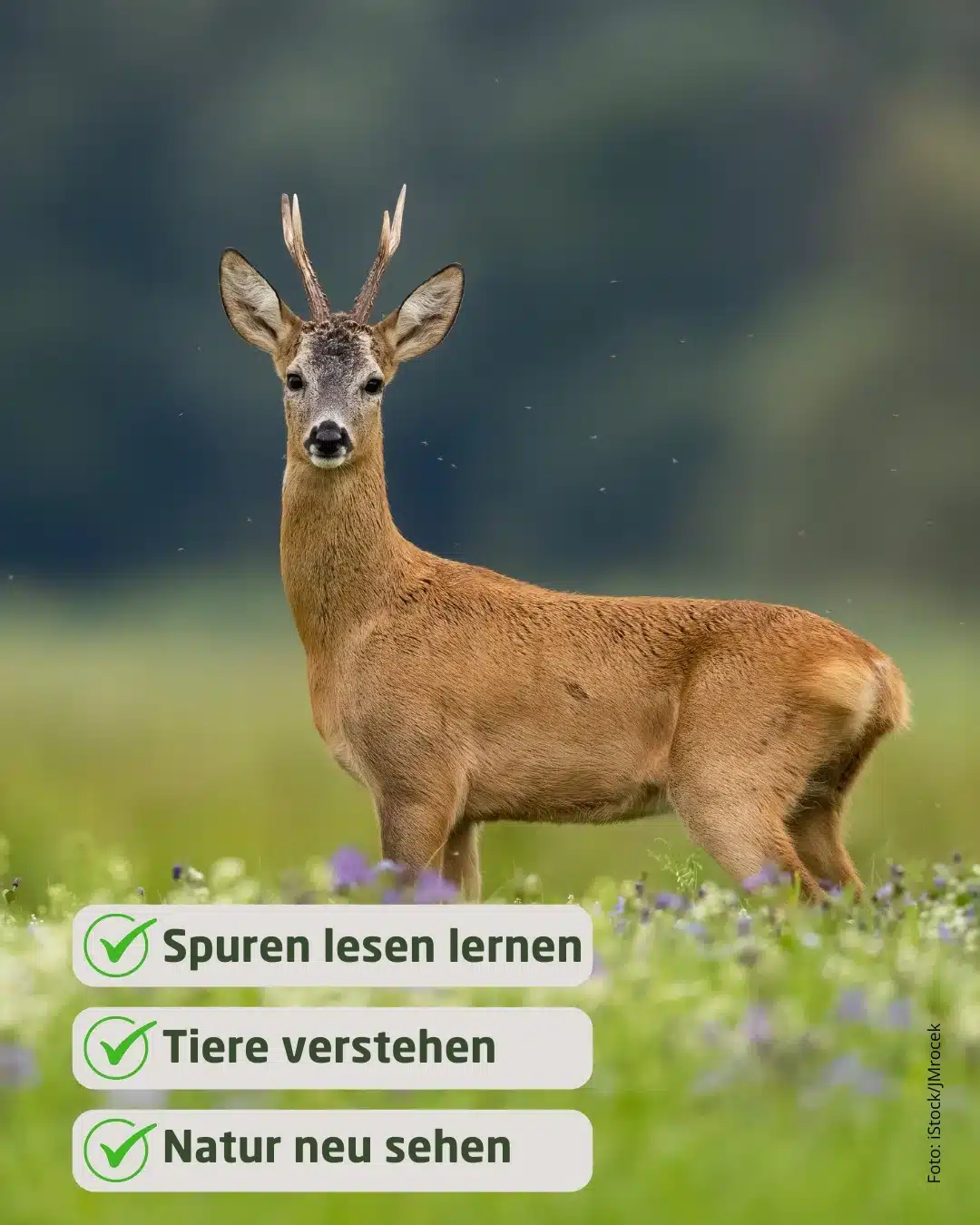 Spuren lesen lernen - Wildtiere in Europa