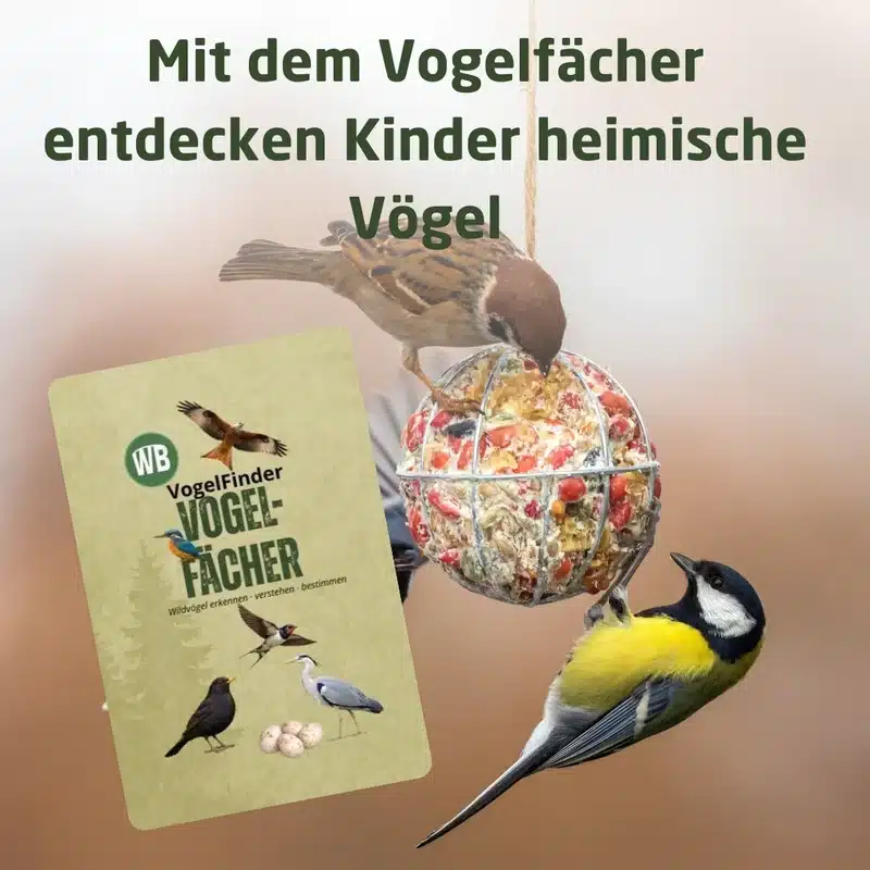 Spurenfächer und Vogelfächer