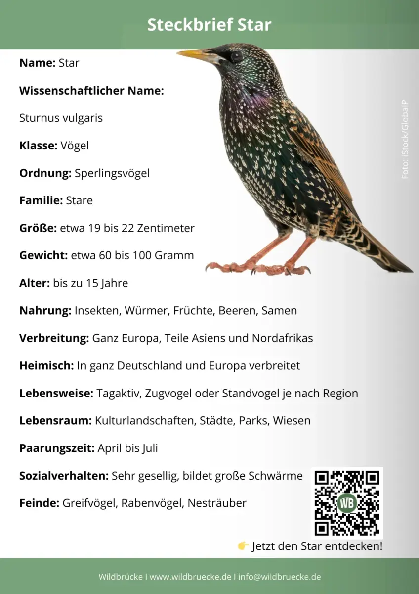 Star Steckbrief