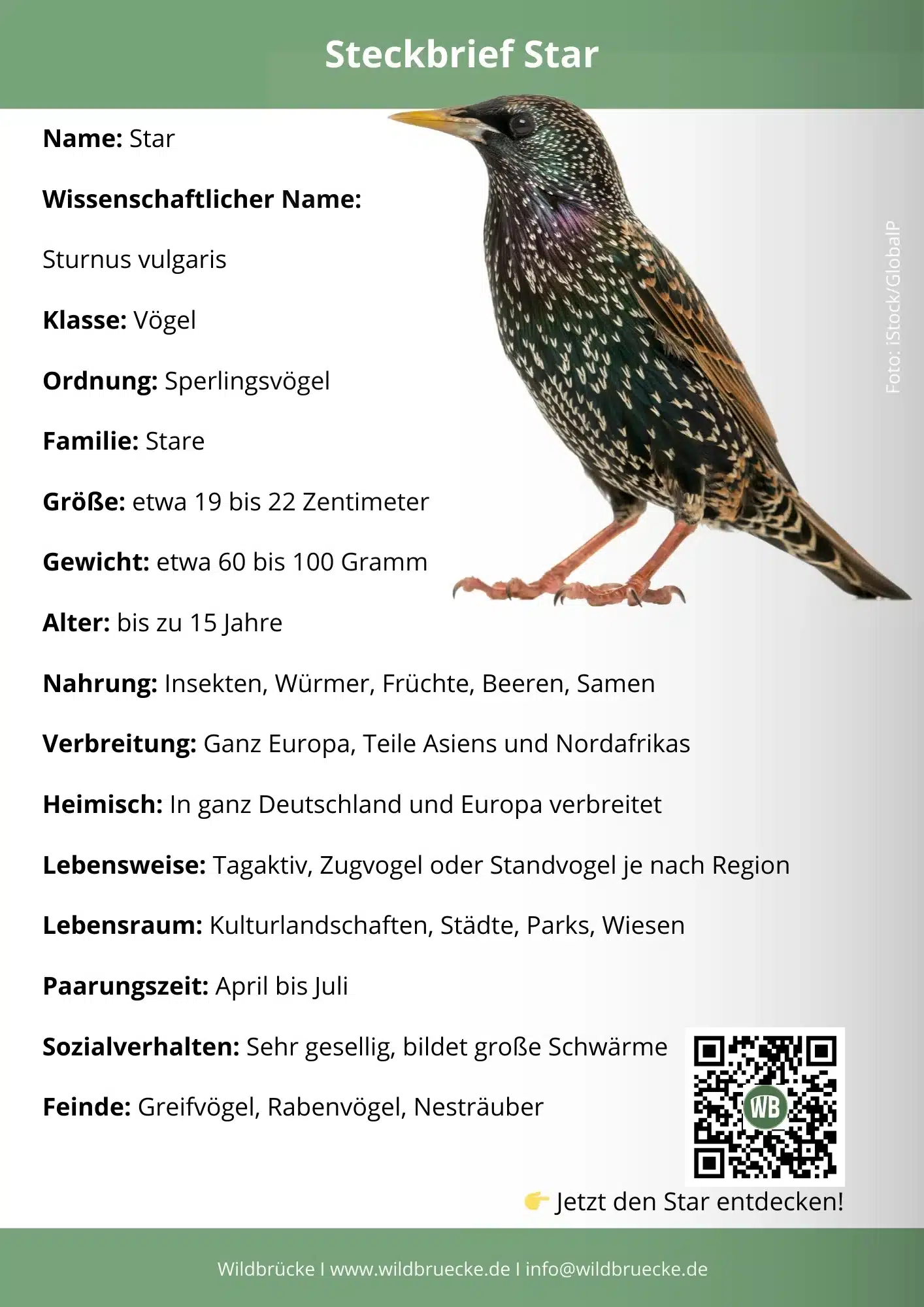 Star Steckbrief - Vögel in Europa