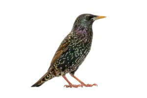 Star - Vögel in Europa