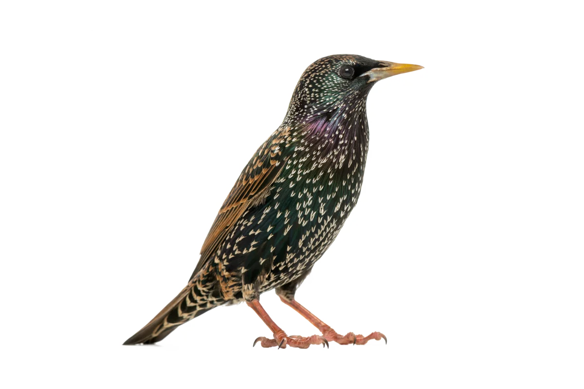 Star - Vögel in Europa