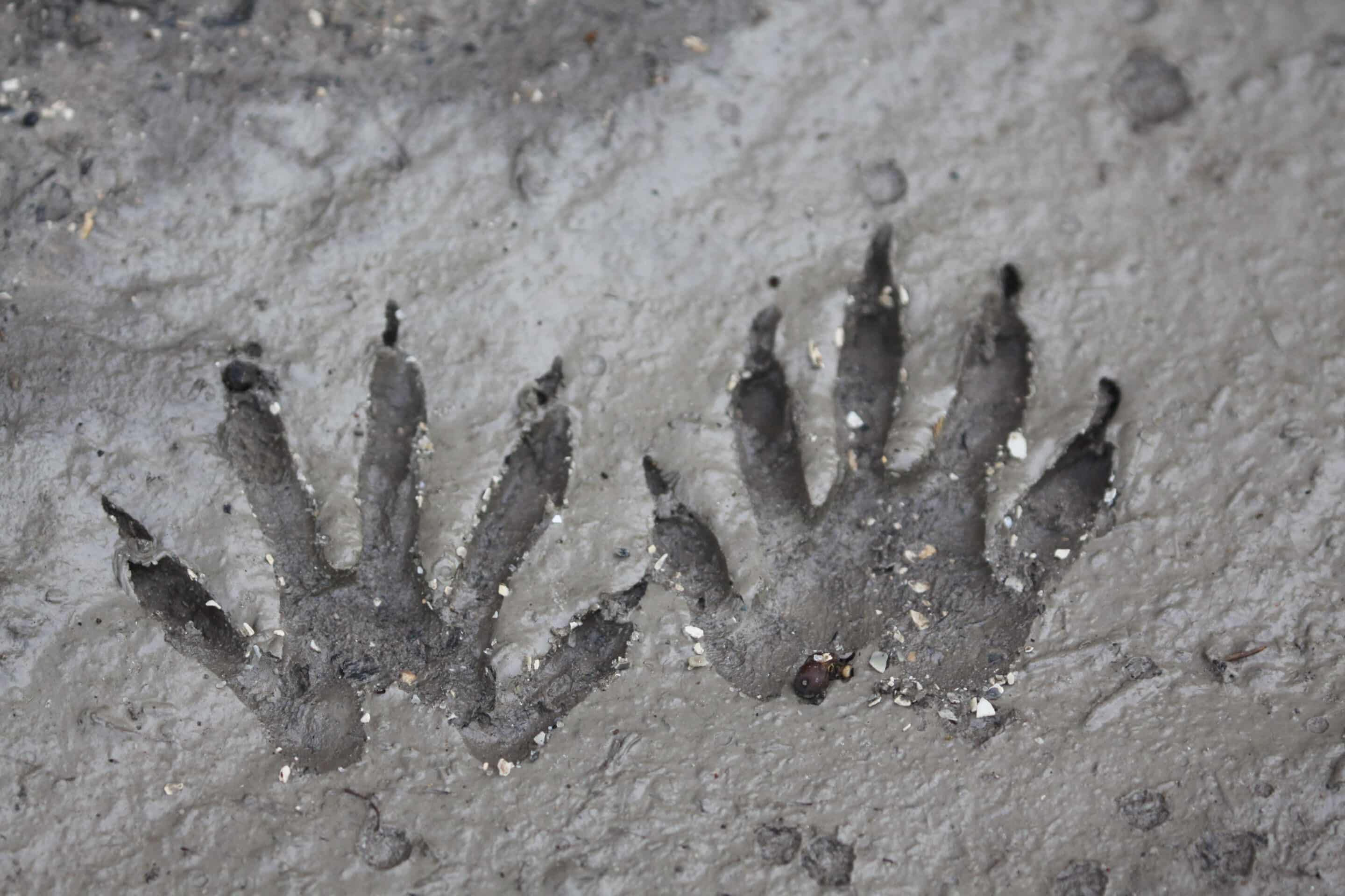 Waschbär Spuren im Matsch - Wildtiere in Europa