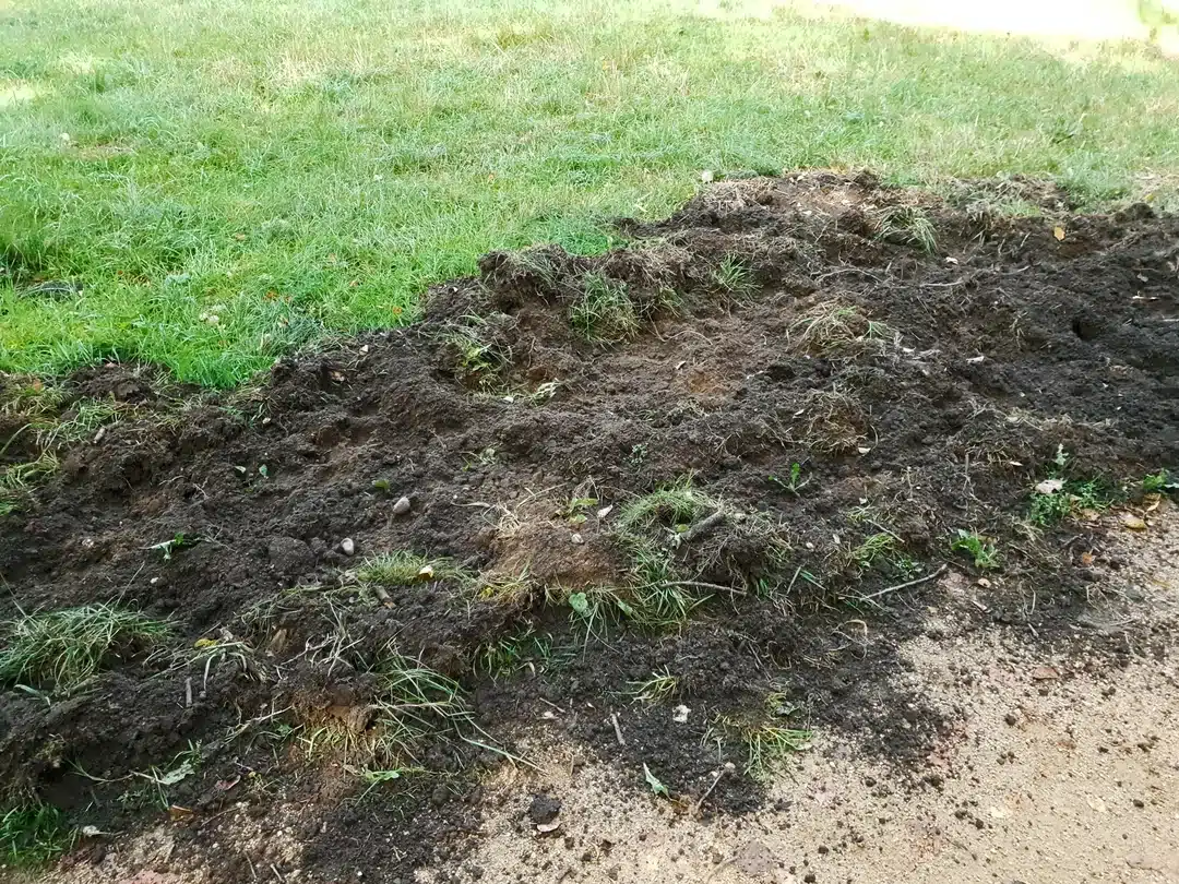 Wildschwein Spur aufgewühlter Boden - Wildtiere in Europa