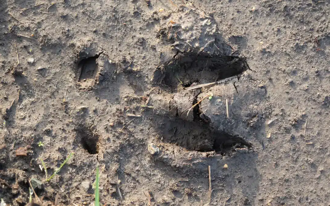 Wildschwein Spuren erkennen: Trittsiegel, Fährte und Losung richtig bestimmen mit praktischen Tipps