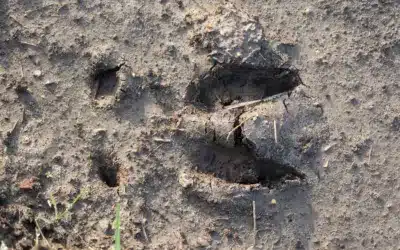 Wildschwein Spuren erkennen: Trittsiegel, Fährte und Losung richtig bestimmen mit praktischen Tipps