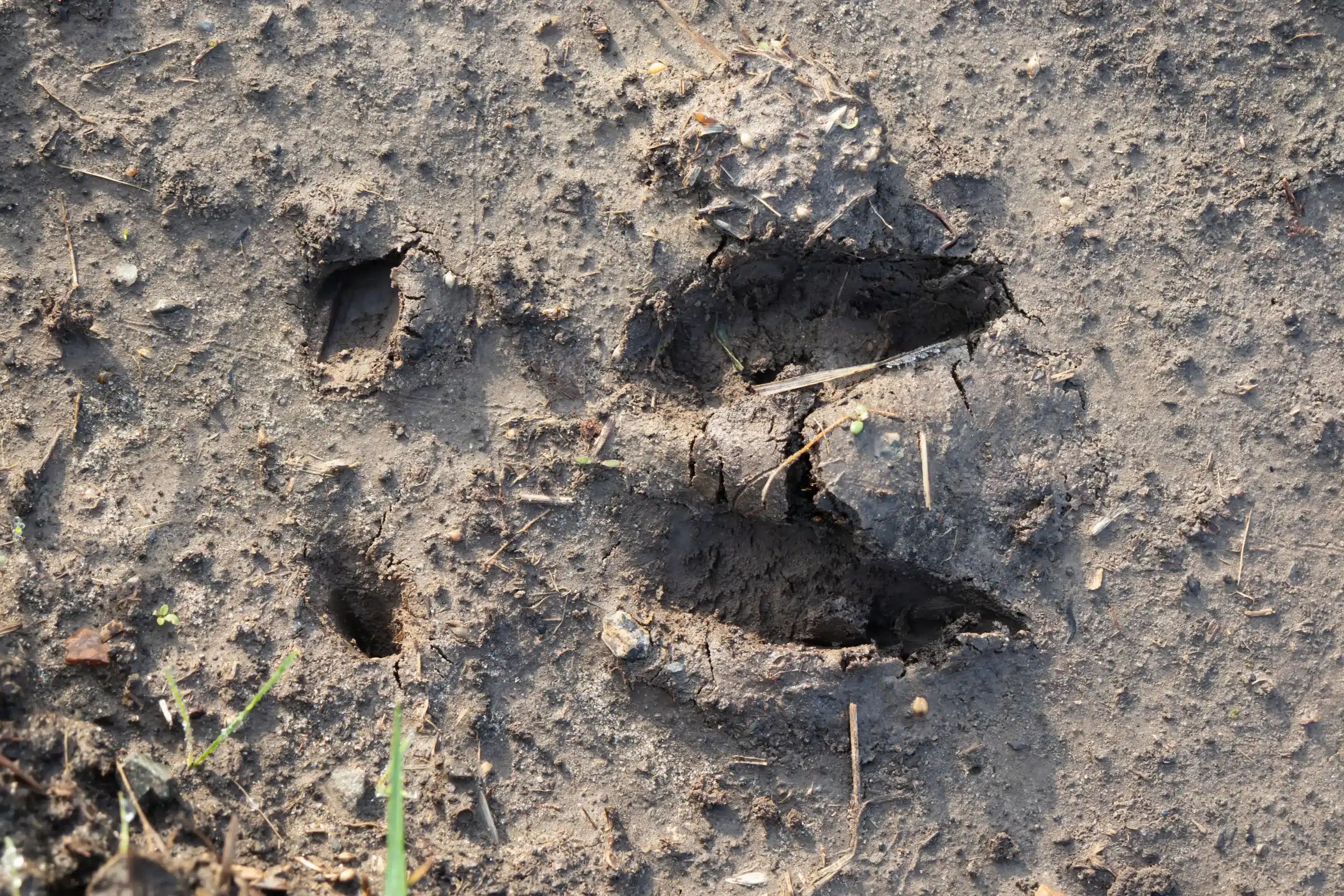 Wildschwein Spuren - Wildtiere in Europa