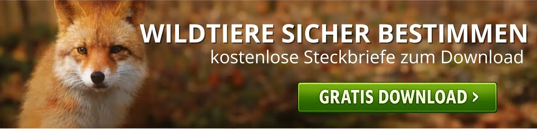 Wildtiere in Europa sicher bestimmen - Wildtiere in Europa