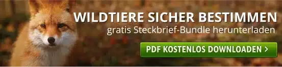 Wildtiere sicher bestimmen - Wildtiere in Europa (3)